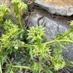 Valeriana echinata Fruto