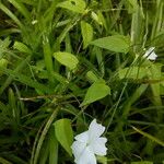 Thunbergia laevis ᱛᱟᱦᱮᱸ