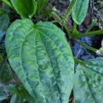 Plantago majorFeuille