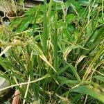 Oryza sativa Blad