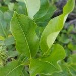 Salix glabra Blad