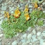 Calceolaria uniflora आदत