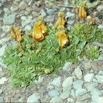 Calceolaria uniflora Habitus