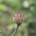 Cephalaria transsylvanica Ffrwyth