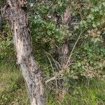 Eucalyptus baueriana Bark