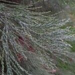 Sequoiadendron giganteum Folha