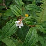 Melastoma malabathricum Leaf