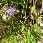 Phyteuma scheuchzeri Blomma