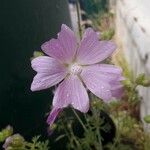 Malva alcea花