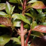 Ludwigia palustris Leaf