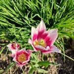 Tulipa didieri Flower
