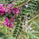 Indigofera heteranthaFlower