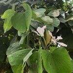 Bauhinia monandra फूल