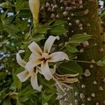 Ceiba insignis Flower