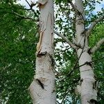 Betula papyrifera बार्क (छाल)