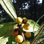 Ficus pancheriana Fruchs