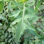 Sisymbrium irioFeuille