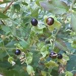 Silene baccifera Fruto