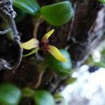 Bulbophyllum ngoyense Fruto