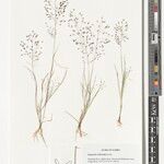 Eragrostis welwitschii अन्य