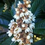 Eriobotrya japonica Fula