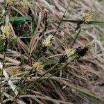 Carex montana 花