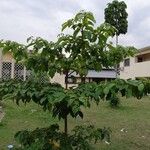 Terminalia superba Hoja