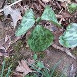 Trillium sessile Levél