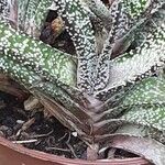 Gasteria carinata Leaf