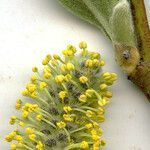 Salix lasiolepis Floare