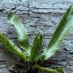 Asplenium scolopendriumFolio