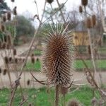 Dipsacus laciniatus Fruit