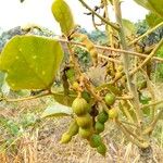 Erythrina abyssinica ഫലം