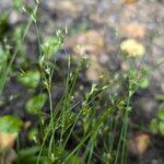 Juncus bufonius Habit