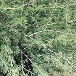 Senegalia senegal Хабит
