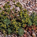 Euphorbia portlandica Habitat