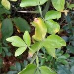 Citrus trifoliata Φύλλο