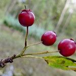 Crataegus monogyna Frukto