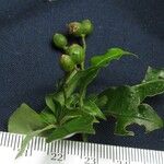 Psychotria biaristata Drugo