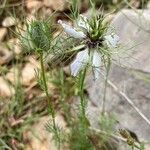 Nigella arvensis Λουλούδι