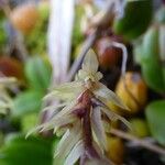 Bulbophyllum nutans Virág
