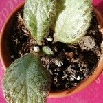 Episcia cupreata Leaf