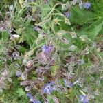 Borago officinalisFleur