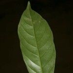 Dendrobangia boliviana Leaf