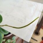 Peperomia magnoliifolia ᱵᱟᱦᱟ