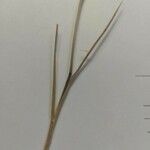 Bromus rubens পাতা