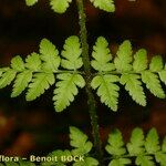 Dryopteris remota Liść