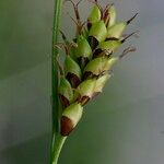 Carex ferruginea Fruit