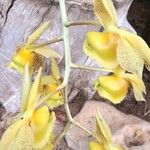 Catasetum fimbriatum Flower
