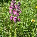 Pedicularis rostratospicata 形态